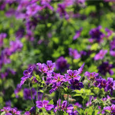 Petra Pelz On Instagram Storchschnabelzeit Hier Mit Geranium Magnificum Rosemoor Ich Habe Sie Im Ega Park In Erfurt Gesehen Hier Waren Sie Mit Vielen Plants