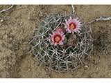 The horse crippler cactus is broader than it is long. Echinocactus Texensis Horse Crippler Native Plants Of North America