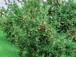 Integrated pest management (ipm) is an effective and environmentally sensitive approach to pest management that relies on a combination of other resources techniques we use: Pest Management Guidelines Tree Fruits Ipm Guidelines