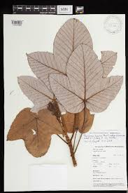 Image result for Scepocarpus trinervis