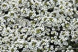 Sweet Alyssum Worth Beyond Beauty Snow Crystal Alyssum Crystals