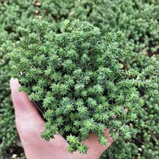 Image result for Sedum ruwenzoriense
