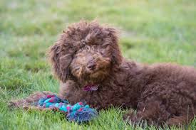 Goldendoodles and mini goldendoodles are a mix of a poodle (or mini poodle) with a golden retriever. 5 Things To Know About Mini Goldendoodle Puppies