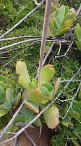 Image result for Kalanchoe hametiorum
