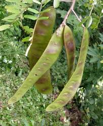 Image result for Albizia odoratissima