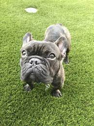 French bulldog puppy care videos. Madison Wi French Bulldog Meet Francois A Pet For Adoption