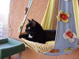 aussichtsplateaus fur balkon ideen gesucht katzen forum katze balkon katzen hangematte animal room