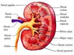 Kidney Diagram Google Search Human Kidney Kidney Anatomy Renal