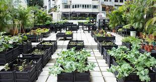 Hong Kong S Skyline Farmers Rooftop Garden Roof Garden Small Backyard Gardens