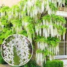 Check spelling or type a new query. Buy Wisteria Alba White Plants Online Gardenersdream