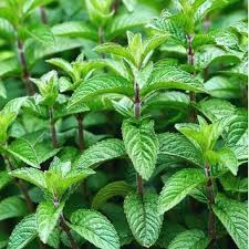 4.5 out of 5 stars. Buy Plant House Live Peppermint Pepper Mint Hybrid Mint Pudina Hybrid Herbal Perennial Plant For Kitchen Garden Online Get 56 Off