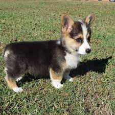 Corgi puppies for adoption in nc. Southeast Corgi Rescue Home Facebook