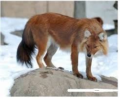 Dhole Veya Asya Kizil Kurtlari Animals Beautiful Animals Wild Unusual Animals