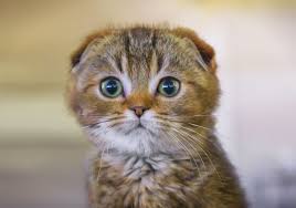 Should You Buy A Scottish Fold Kitten Pets4homes