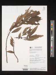 Image result for Pilea sublucens