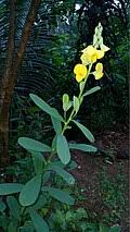 Image result for Crotalaria anthyllopsis