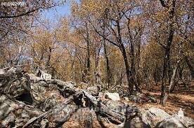 Image result for Androstachys johnsonii