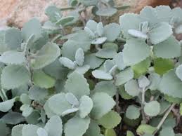 Kalanchoe Millotii Millot Kalanchoe World Of Succulents Succulents Silver Plant Planting Succulents