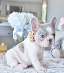They want to say hello to everyone they meet, and like to have lots of attention, so prepare to have lots of visitors to your home falling in love with your french bulldog. P O R T I A Blue Pied Merle Female Available Www Poeticfrenchbulldogs Com Fr Bulldog Puppies Bulldog Puppies For Sale French Bulldog Puppies