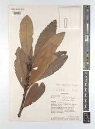 Image result for Brexia