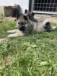 Image result for norský losí pes šedý