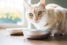 How Many Cat Food Bowls Do I Need? – Americat Company
