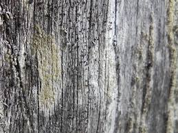 Image result for Pycnosphaera