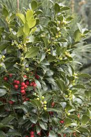 How To Grow Holly Bushes | Garden Design