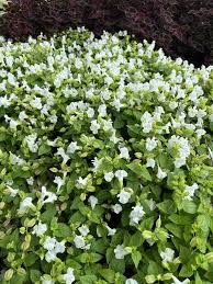 Image result for Torenia thouarsii