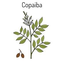 Image result for Copaifera