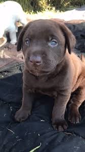Our labrador retriever puppy guarantee. Northwest Lab Breeders