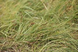 Image result for Carex runssoroensis