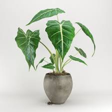 Free 3d Models Download Free3d Sketchup Model Plants Palm Tree Plant