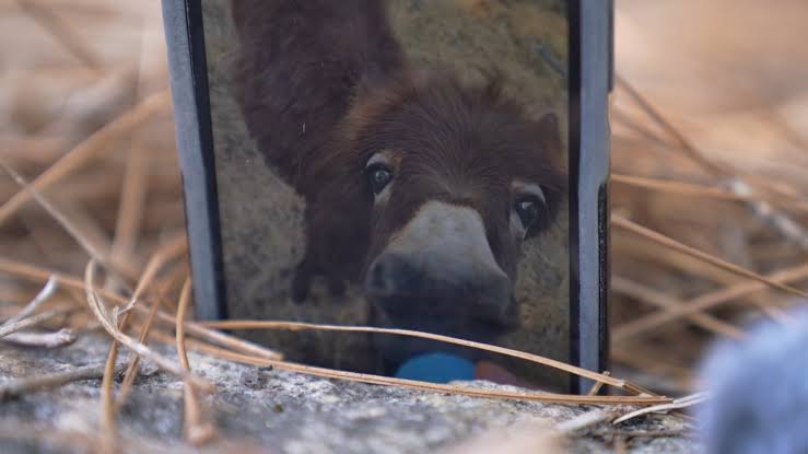 HeeHaw' the donkey shot, killed by police amid search for missing child in  Cedartown, Georgia - ABC7 Los Angeles