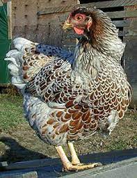Wyandotte chickens are a heritage breed with a special history; Wyandottes