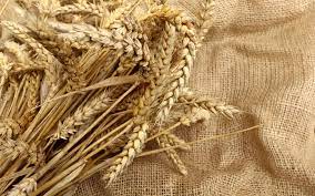 Les pertes peuvent atteindre 10 q/ha en blé tendre et 35 en blé dur si la fonte de semis a été très importante. Maladie Du Ble En 6 Lettres Maladie Du Ble En 6 Lettres Le Germe De Ble Fermente En