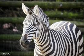 Image result for zebra