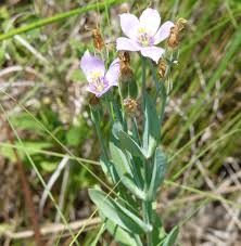 Image result for eustoma maurine