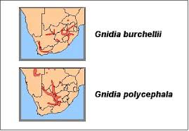 Image result for Gnidia burchellii