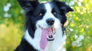 Per tale motivo sognare un cane bianco o nero ha un significato diverso, talvolta diametralmente opposto, ma per determinare la simbologia giusta è quando ci capita di sognare un cane bianco, il nostro io interiore ci sta probabilmente mettendo dinanzi alla nostra cerchia di amicizie, rappresentate. Border Collie Carattere Addestramento E Prezzo Idee Green