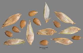 Image result for Kyllinga crassipes