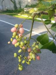 Image result for Clausena