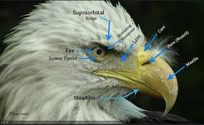 These birds have sharp talons on their feet and large, hooked beaks. Bald Eagle Biology American Eagle Foundation