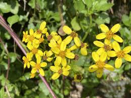 Image result for Senecio consanguineus