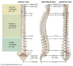 Image result for Lumbar vertebrae