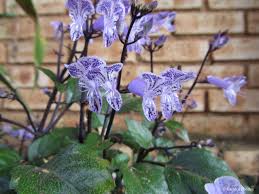 Shop Plants That Attract Wildlife To Your Garden – Cape Garden Online