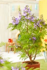 Image result for Jacaranda mimosifolia