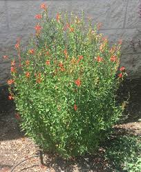 Image result for Anisacanthus