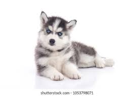 6 months old pure breed, show quality, black & white siberian husky with beautiful blue eyes! Blue Eyes Siberian Husky Puppy Sitting Stock Photo Edit Now 1053798071