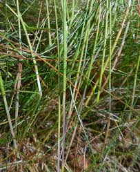 Image result for Daknopholis